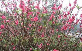 “Ba mươi chưa phải là … Tết” - Một triết lý sống